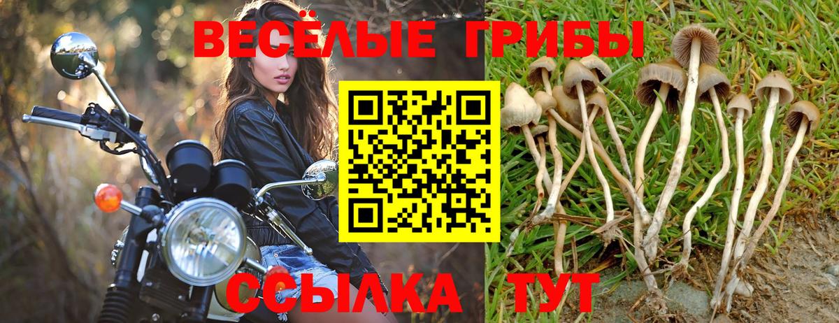 сколько стоит  Вход с VPN  Пугачёв  Псилоцибиновые грибы GOLDEN TEACHER 